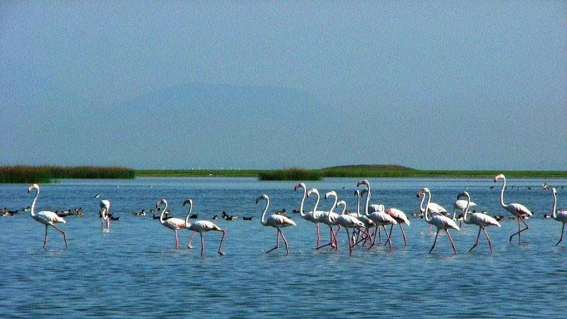 Chilika Lake Tour Package: Explore the Natural Beauty and Wildlife of Odisha