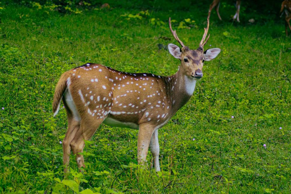 Odisha Adventure Tour Packages: Discover Exciting Outdoor Experiences with HRT Vacations